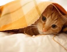 世俱杯直播-迪马利亚的霜刃，一场颠覆南美足球疲惫论的硬仗启示录