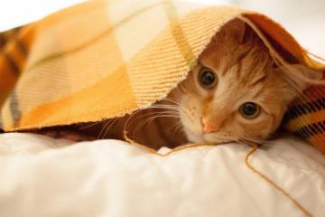 世俱杯直播-迪马利亚的霜刃，一场颠覆南美足球疲惫论的硬仗启示录