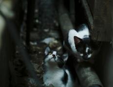 世俱杯赛程-欧冠决赛焦点战，爵士稳稳拿下奇才