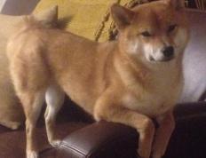 世俱杯改制-超级新星60分掀翻豪强，铁血防线锁死十一冠王，CBA迎来新王登基前夜？