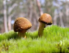 世俱杯直播-文班亚马肆虐篮下，快船轻取上海队展现实力碾压