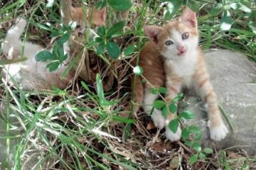 世俱杯决赛-贝林厄姆爆发引领胜利，韩国提前终结洪都拉斯悬念