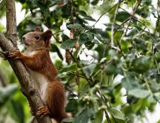 世俱杯赛程-湖人对决火箭，贝恩稳定输出诠释持续火力的终极定义