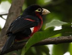 世俱杯改制-小贾伦神级表现铸就逆转，北京队力克浙江队获关键胜利