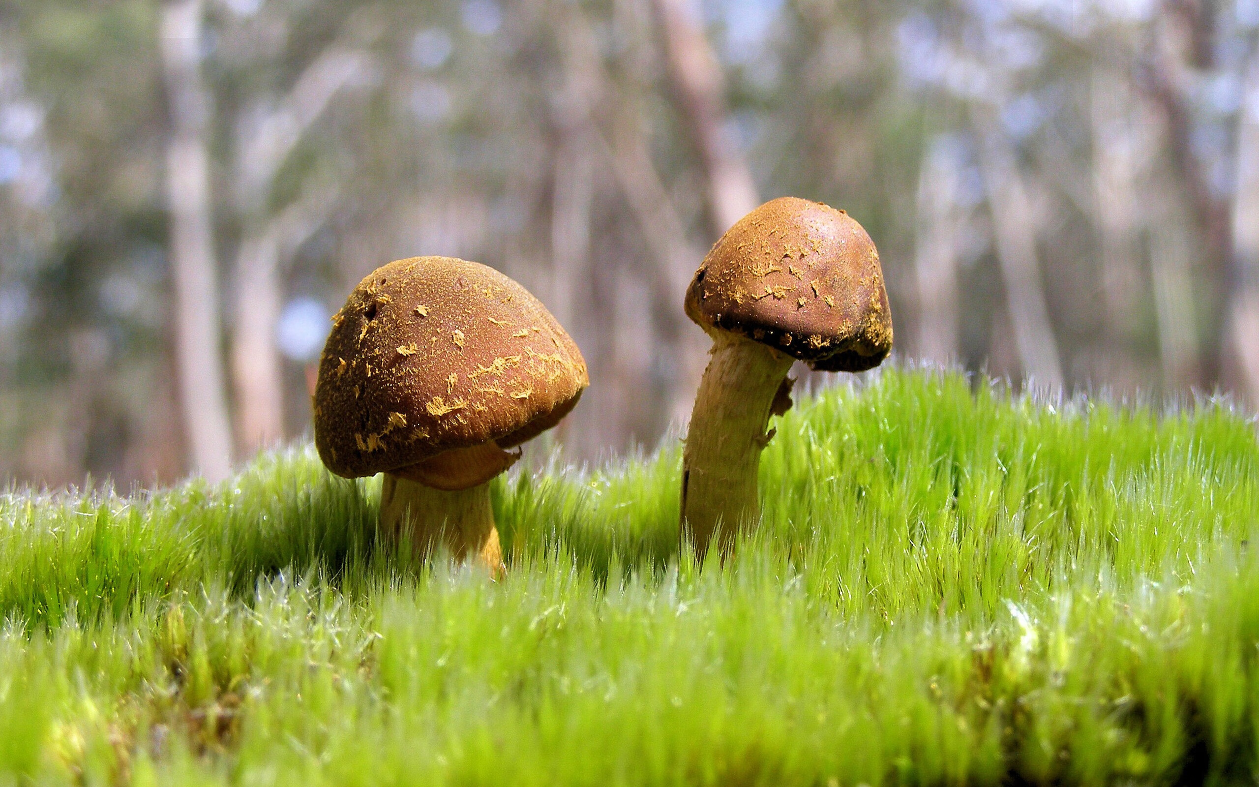 世俱杯改制-统治力的展现，太阳队横扫凯尔特人与马克西在F1的冠军接管