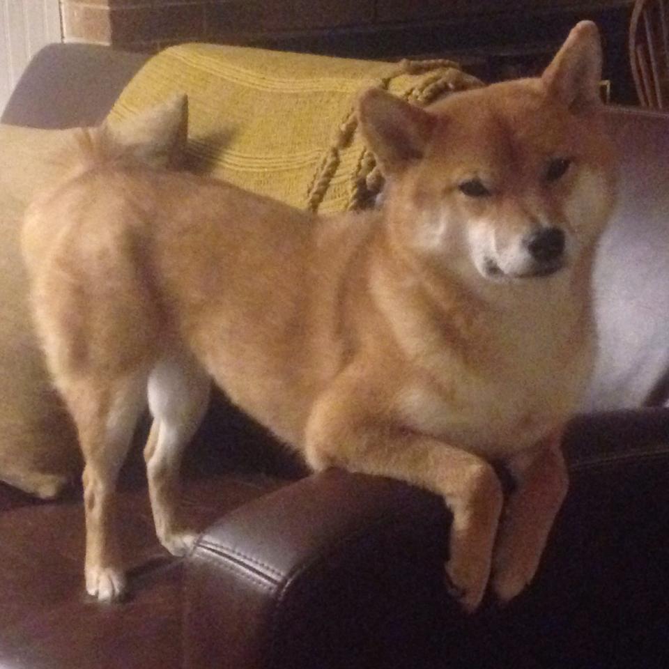 世俱杯改制-超级新星60分掀翻豪强，铁血防线锁死十一冠王，CBA迎来新王登基前夜？