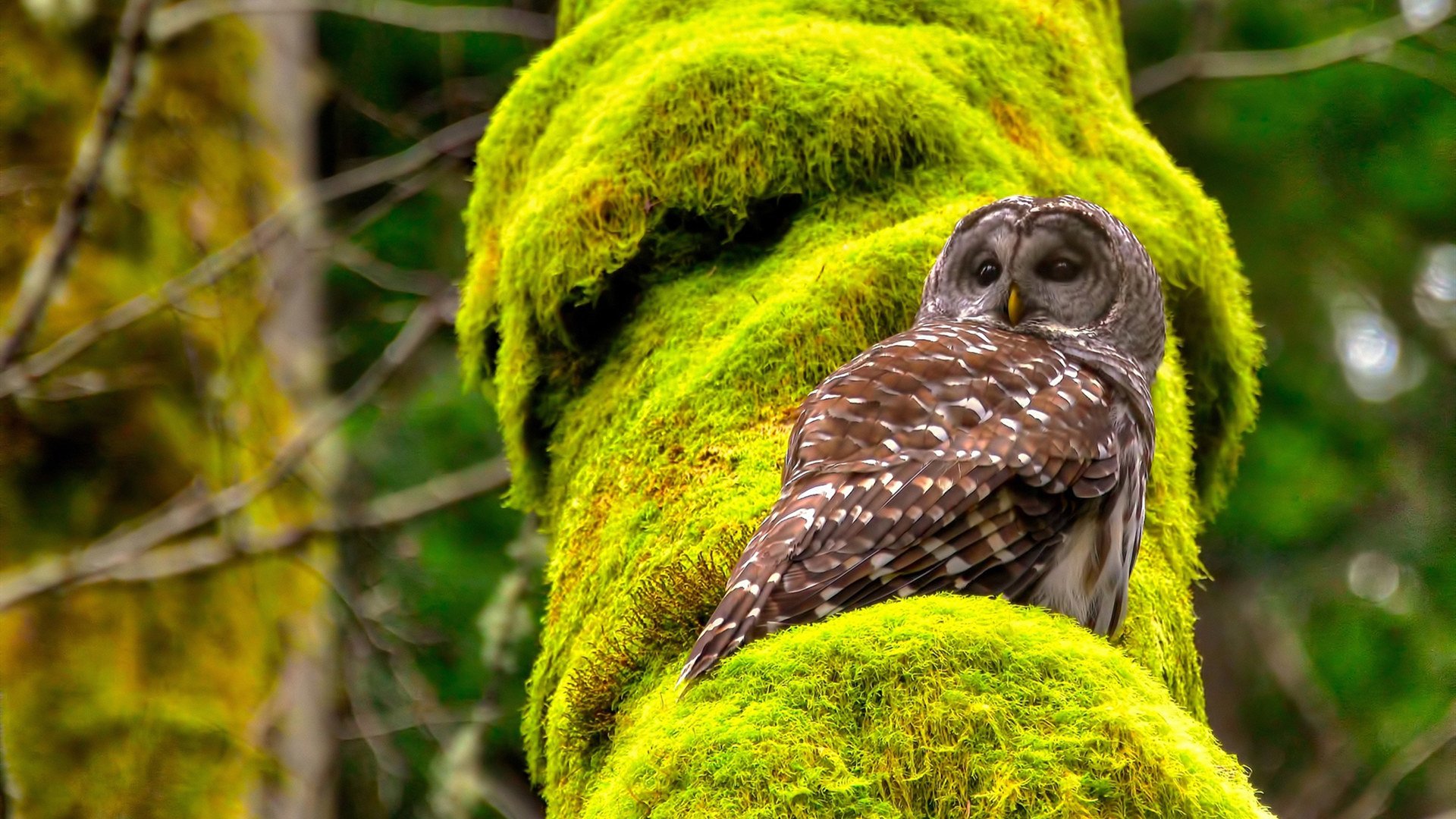 世俱杯决赛-贝林厄姆爆发引领胜利，韩国提前终结洪都拉斯悬念