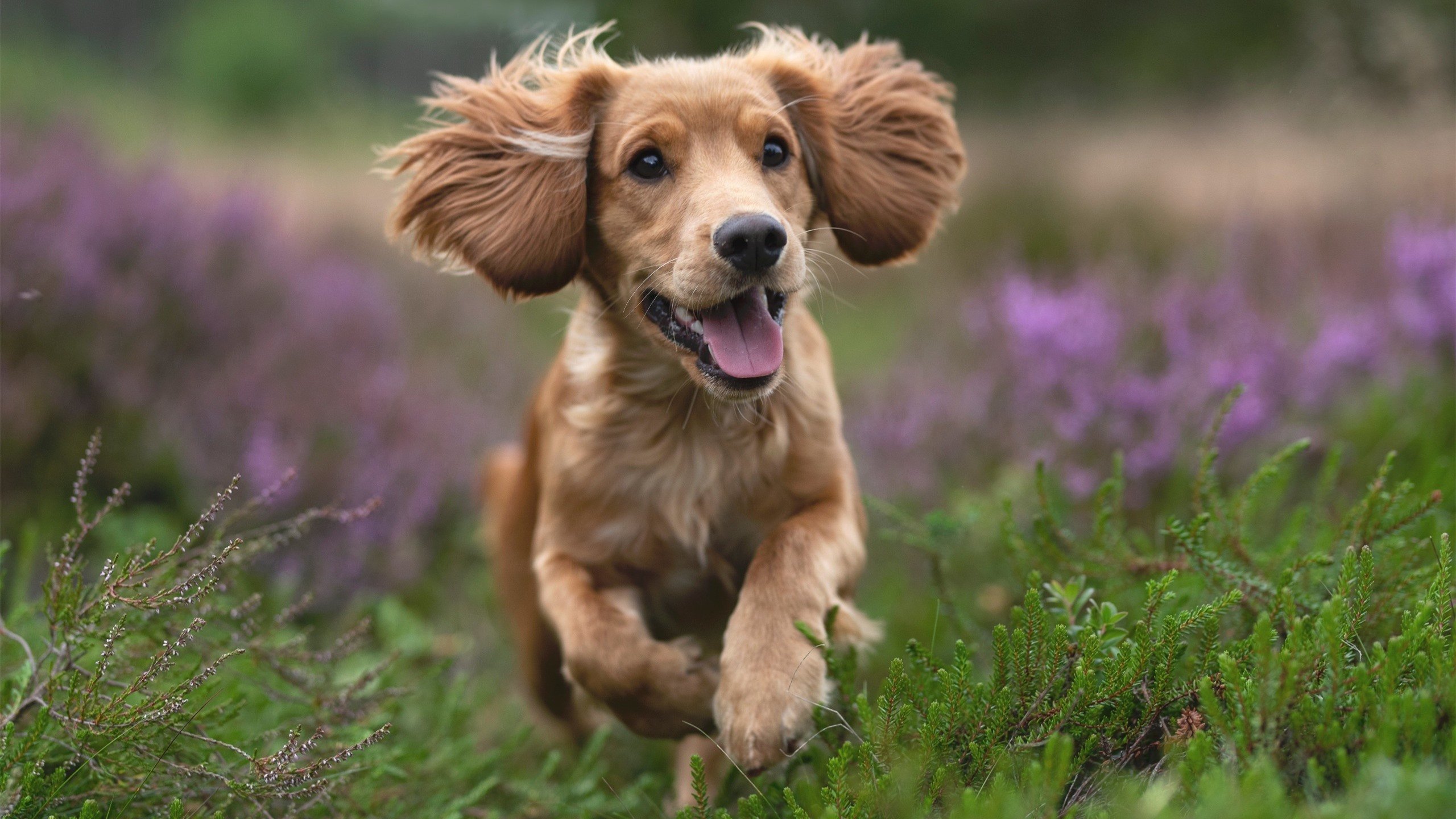 世俱杯2025-双城记,当伯纳乌的呐喊遇上美航中心的沉默—东契奇在另一个国家德比夜写就完美诗篇