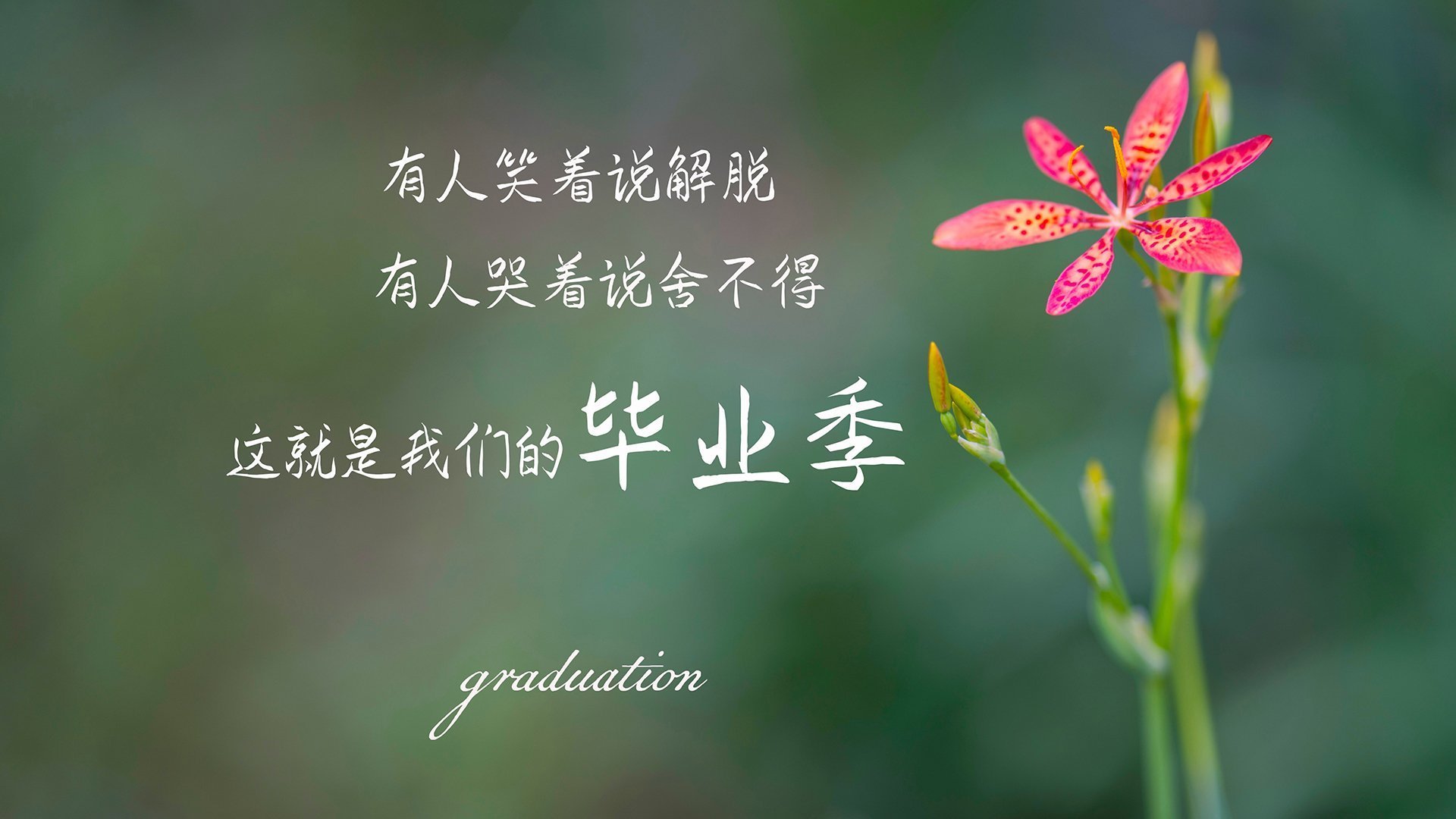 世俱杯直播-控场为刃,塔图姆的冷血掌控与湖人的团队交响曲