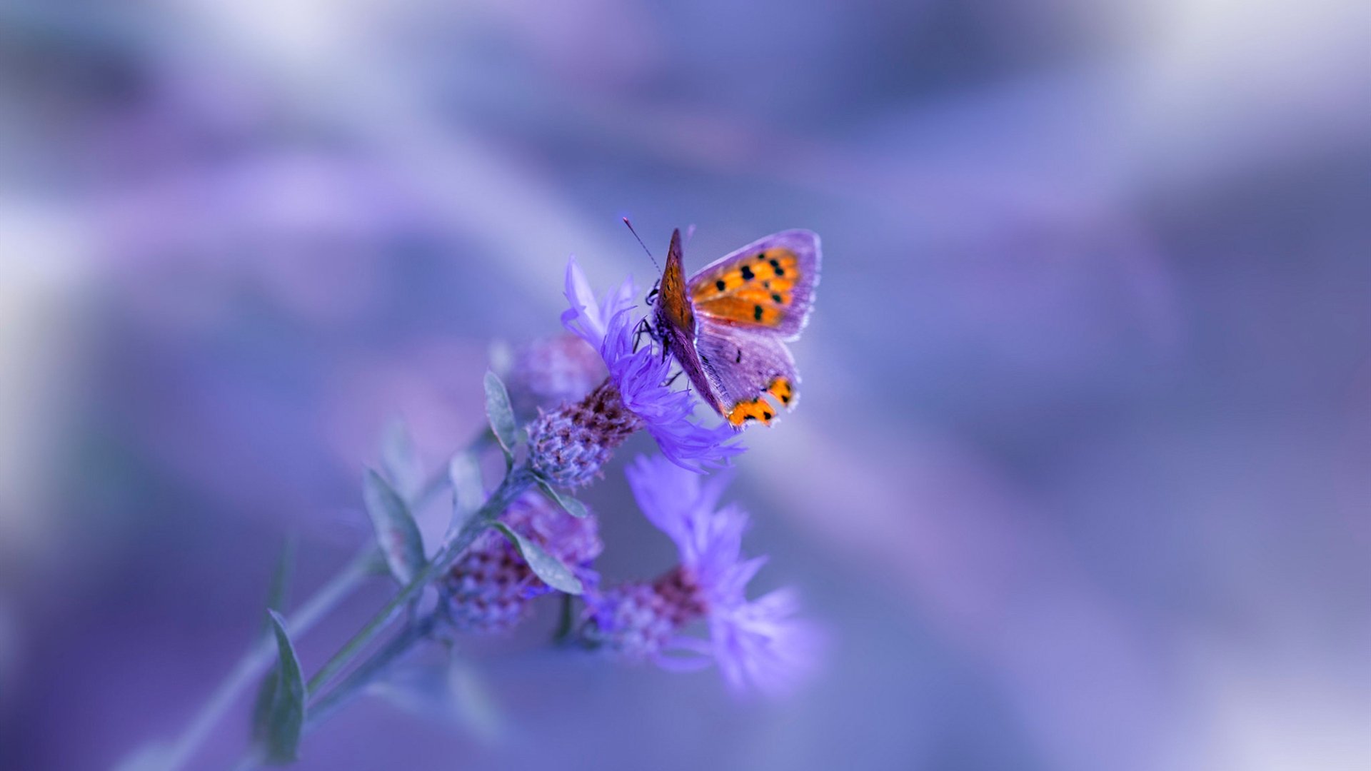 世俱杯赛程-奥地利3-1乌克兰，福登替补定乾坤，战术大师朗尼克的压制哲学