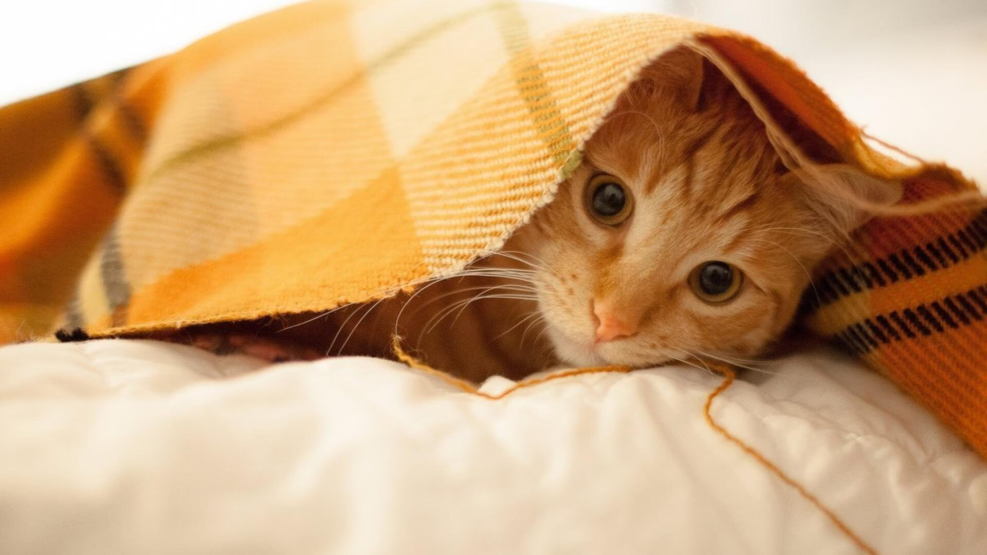 世俱杯直播-鏖战与接管，北京队对决浙江队的启示与克莱西决生死战的传奇