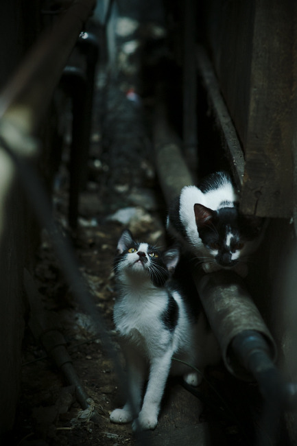 世俱杯分组-铁血金字塔锁死马德里，奥利维耶一箭封喉成关键先生